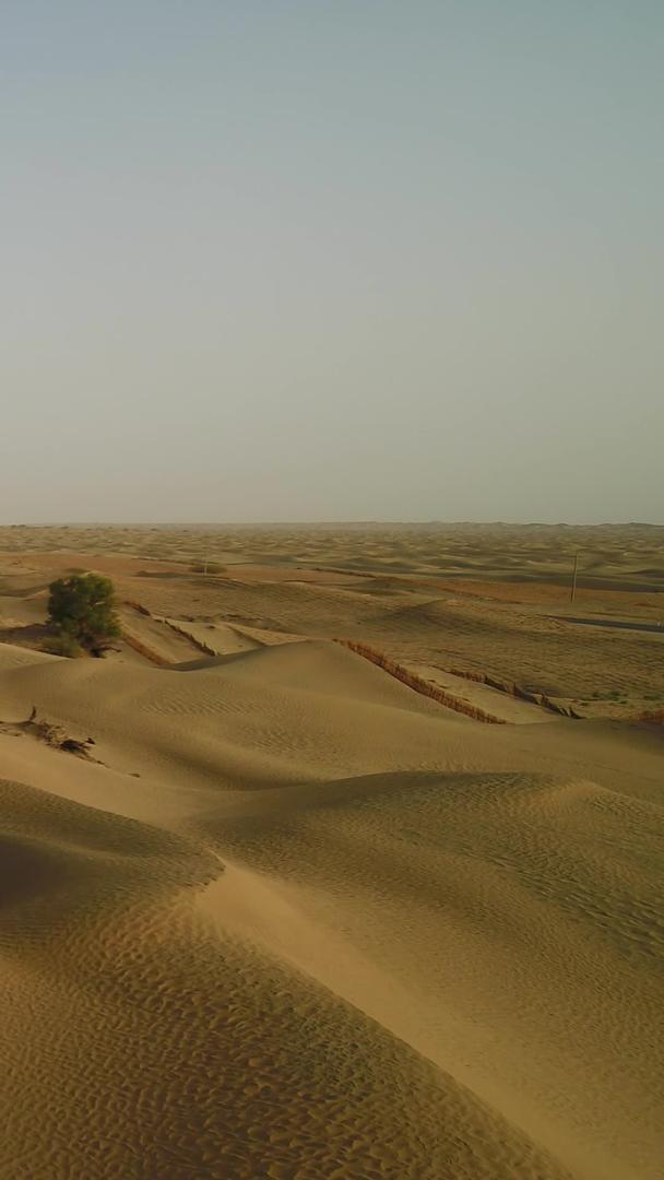 沙漠胡杨林航拍视频的预览图