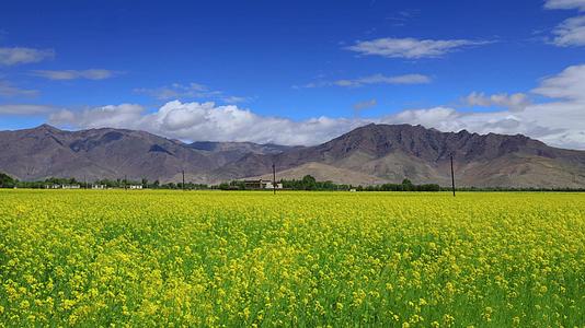 西藏日喀则地区油菜花盛开延时视频视频的预览图