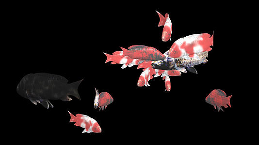 三维群鱼动画AE模板视频的预览图