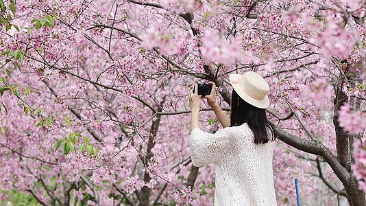 春季4K实拍美女春游赏花赏樱视频的预览图