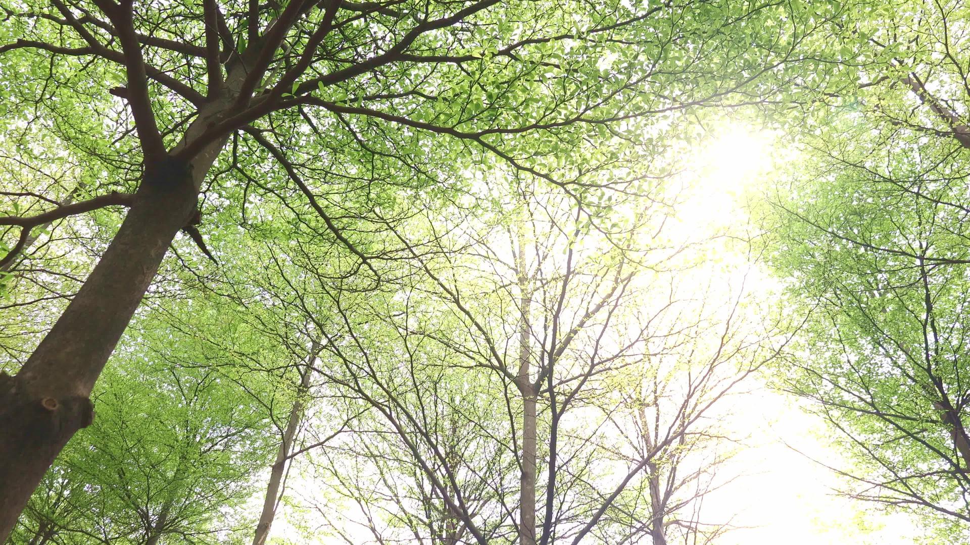 春暖花开的树叶发芽4K实拍视频视频的预览图