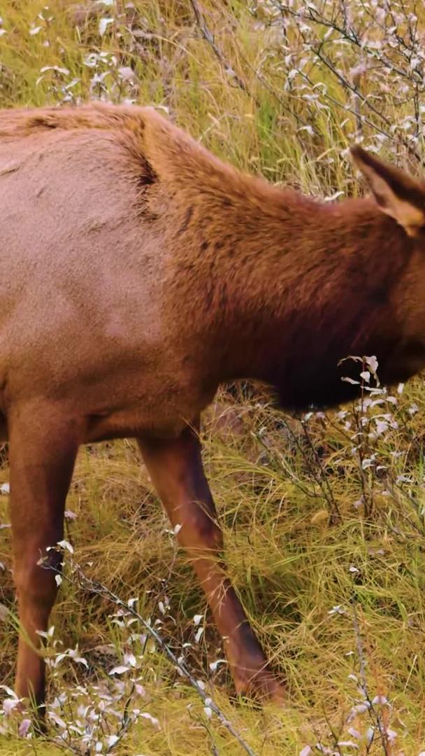 野生动物麋鹿驯鹿鹿视频的预览图