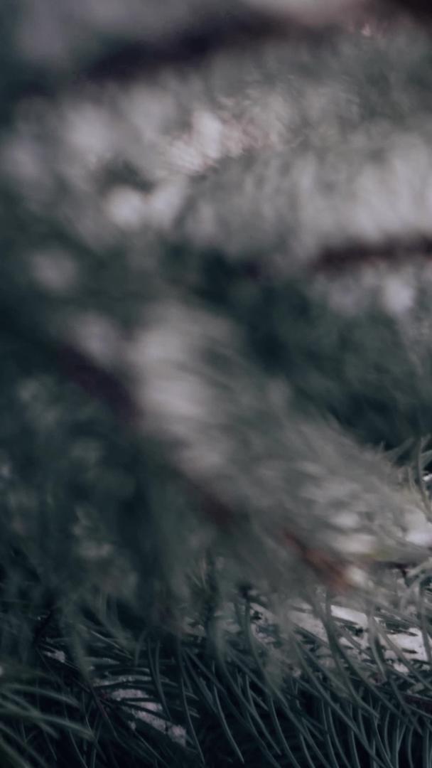 冬季雪松柏上积雪的雪松柏视频的预览图
