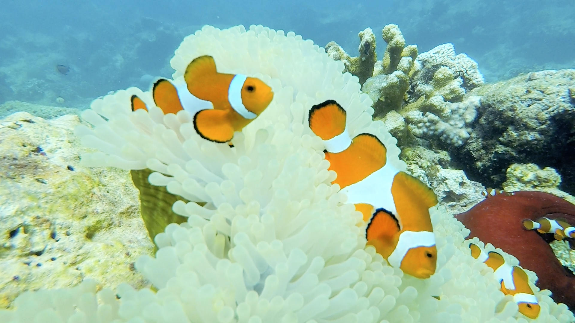 海底小丑鱼视频的预览图