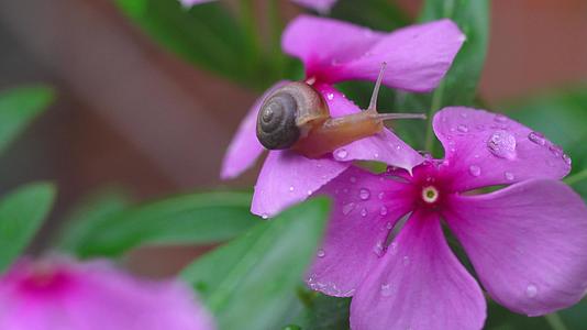 微距昆虫蜗牛在花朵走视频的预览图