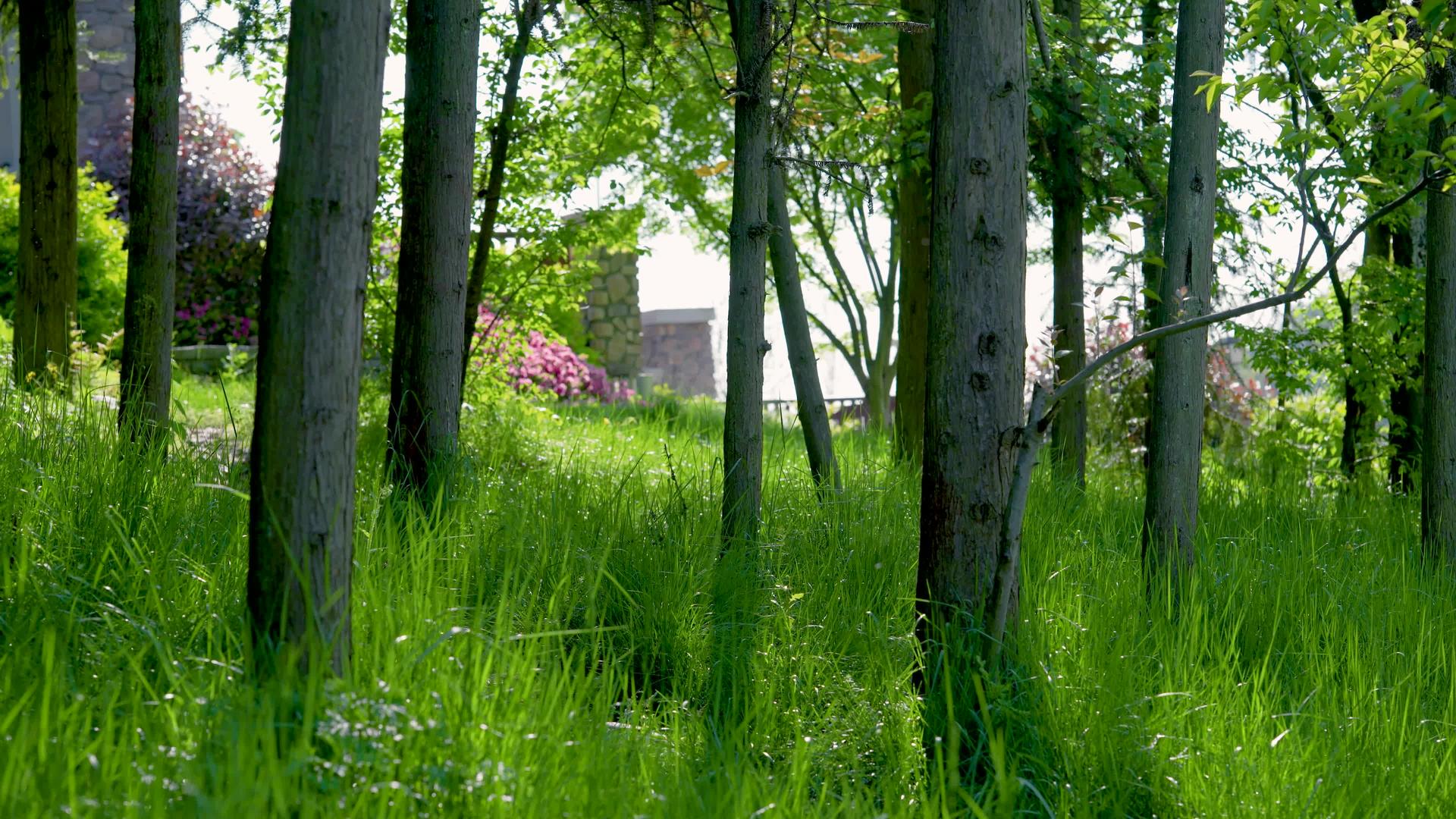 春天4k树林绿植意境空镜视频的预览图