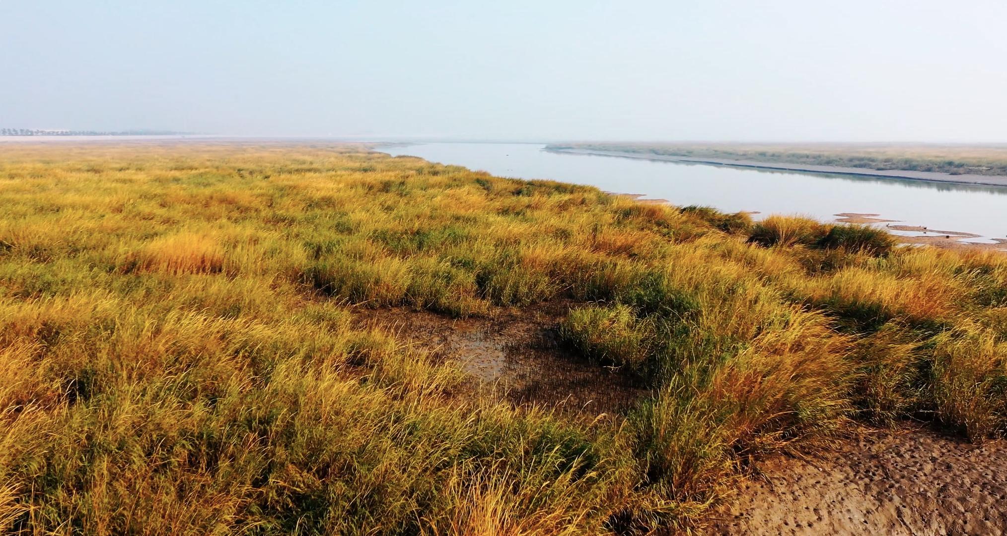 航拍青岛胶州湾国家级湿地公园视频的预览图