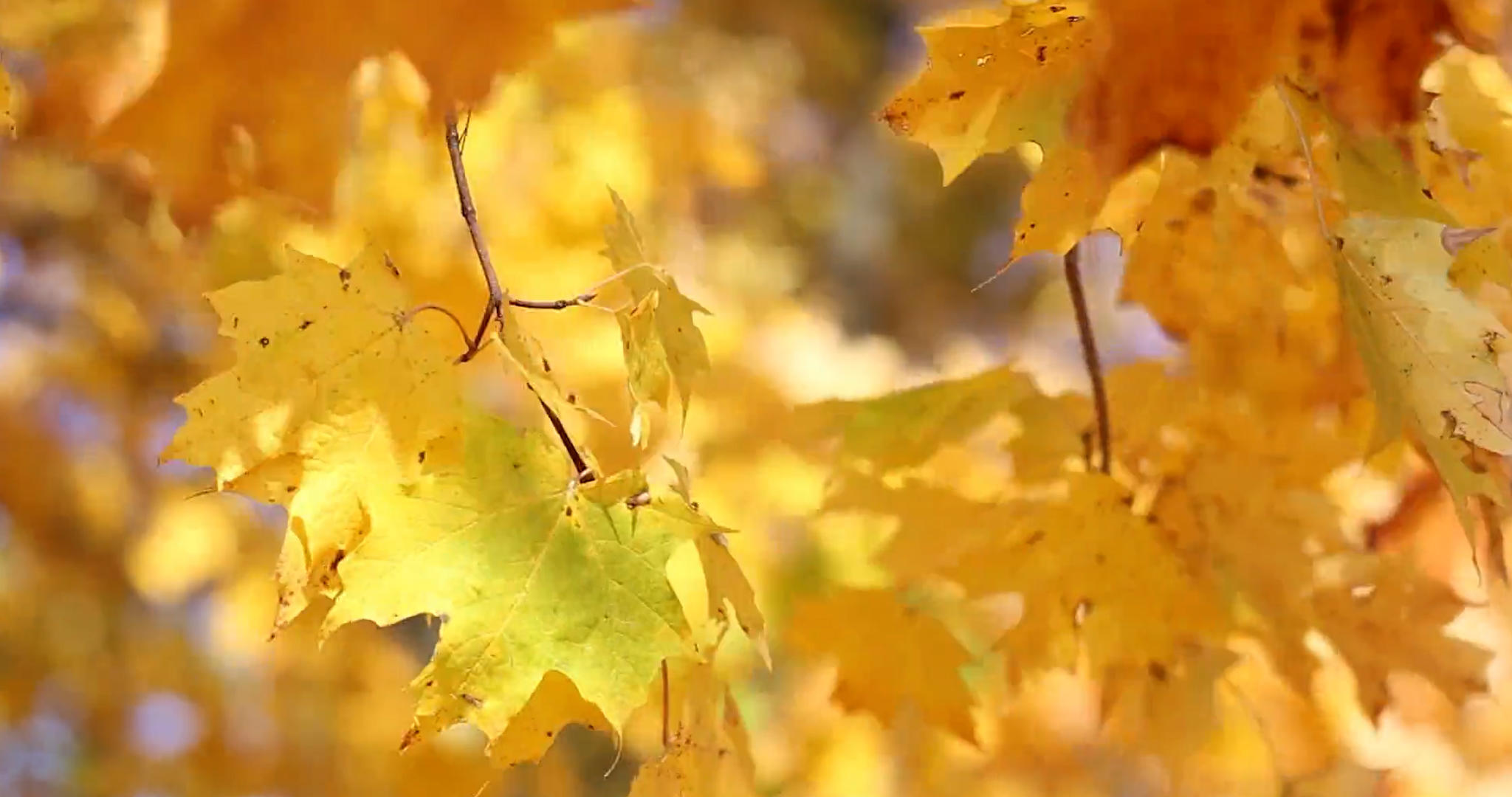 秋天枫叶随微风飘荡视频的预览图