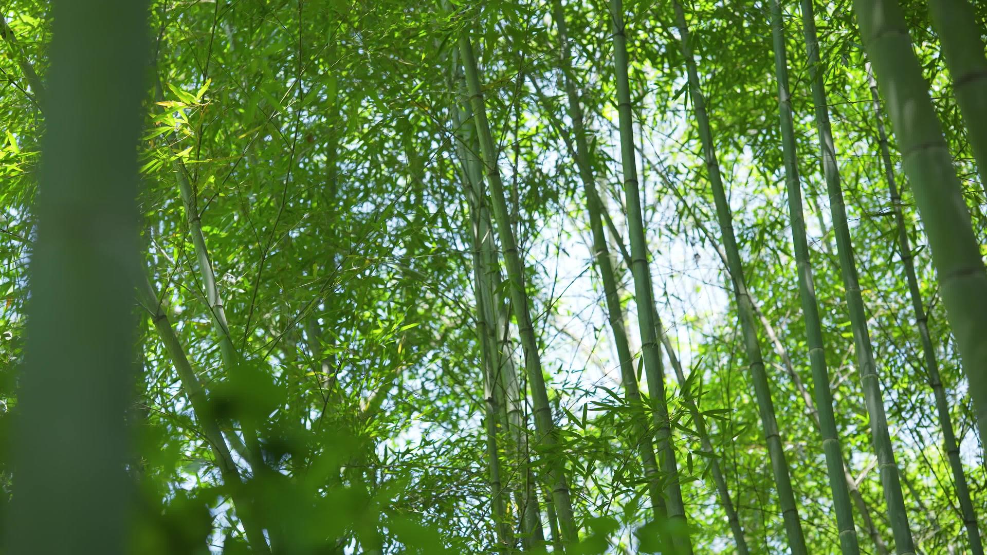 高清竹林竹叶意境空镜视频的预览图