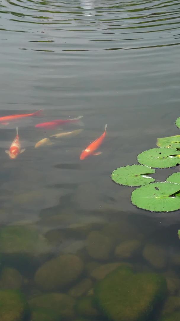 夏季池塘里的鲤鱼和睡莲视频的预览图
