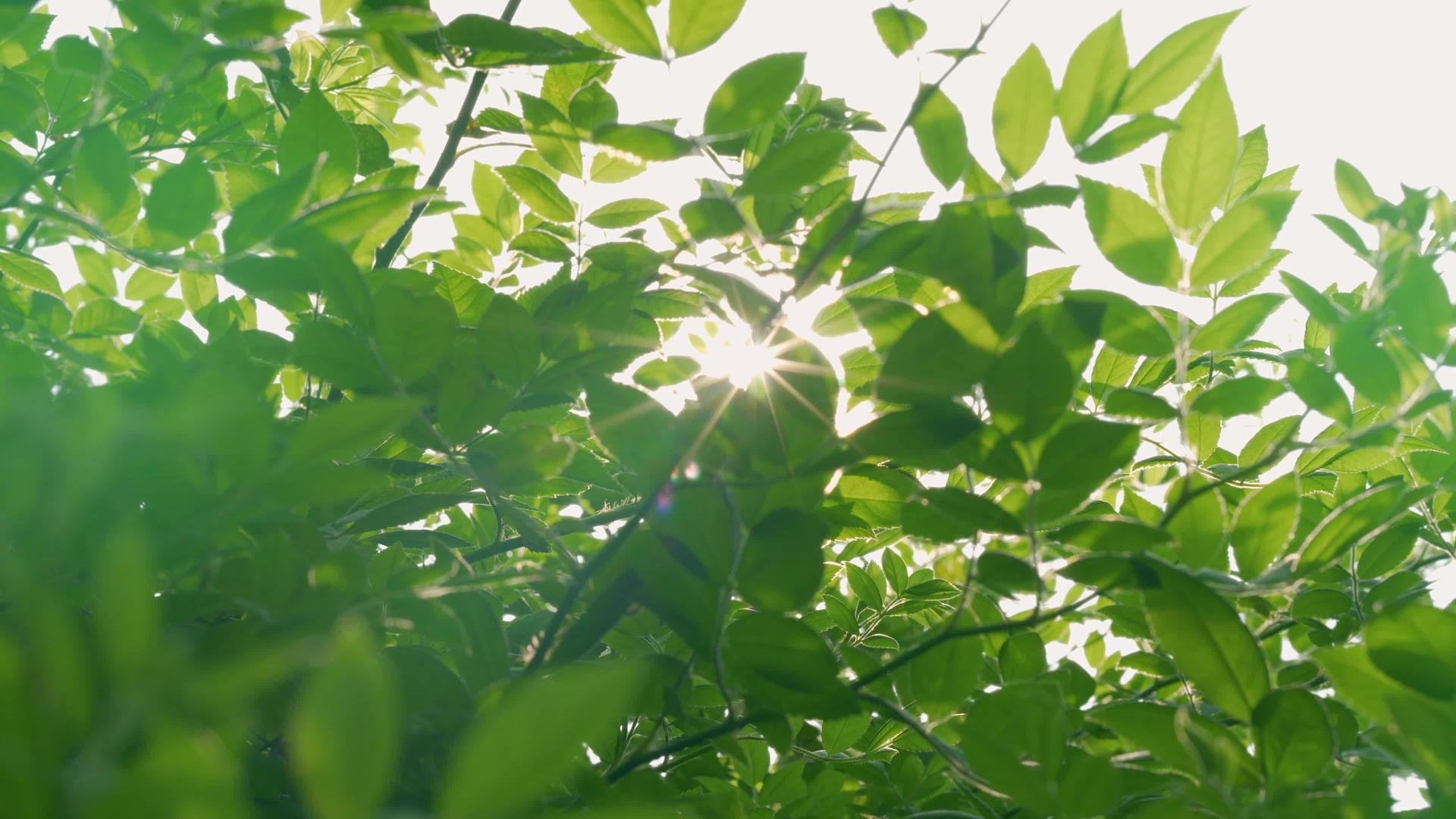 初夏阳光绿植空镜高清微美春日视频的预览图