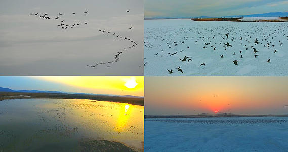 冬季鸟群合集视频的预览图