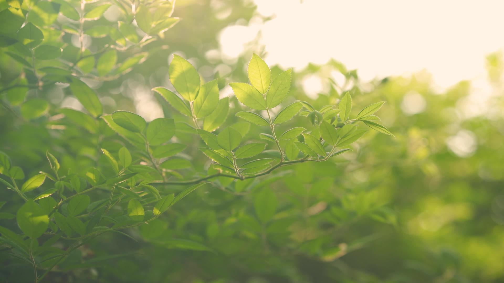 初夏阳光绿植空镜高清微美春日视频的预览图