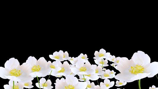摇晃白色的花朵带通道视频的预览图