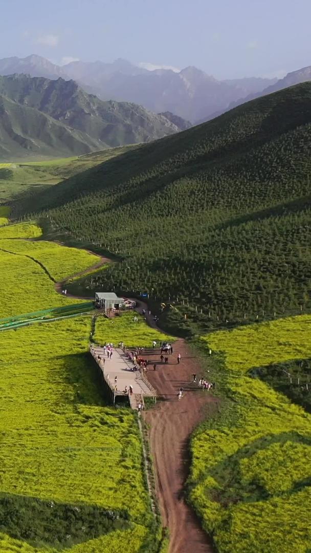 甘肃省张掖夏季油菜花航拍视频视频的预览图