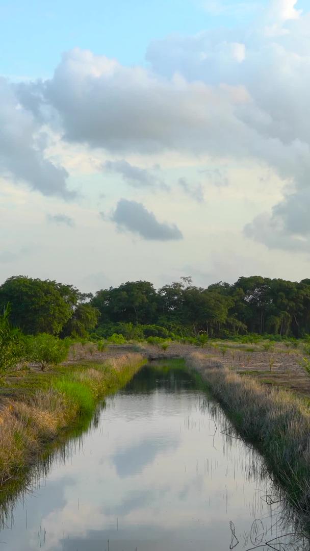 棕榈油种植基地和灌溉集合视频的预览图