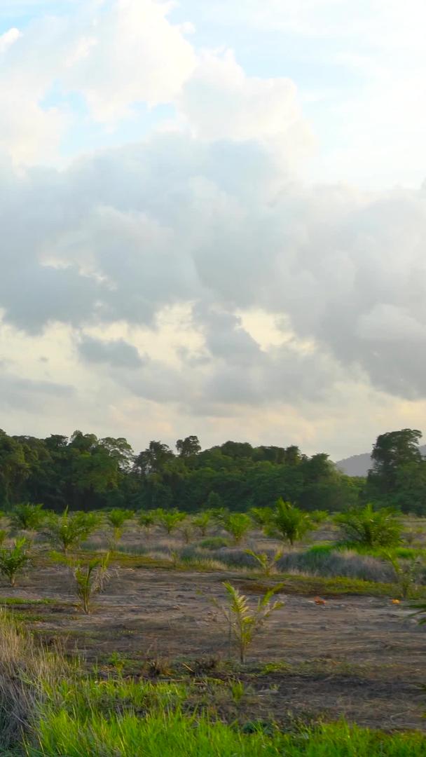 棕榈油种植基地和灌溉集合视频的预览图