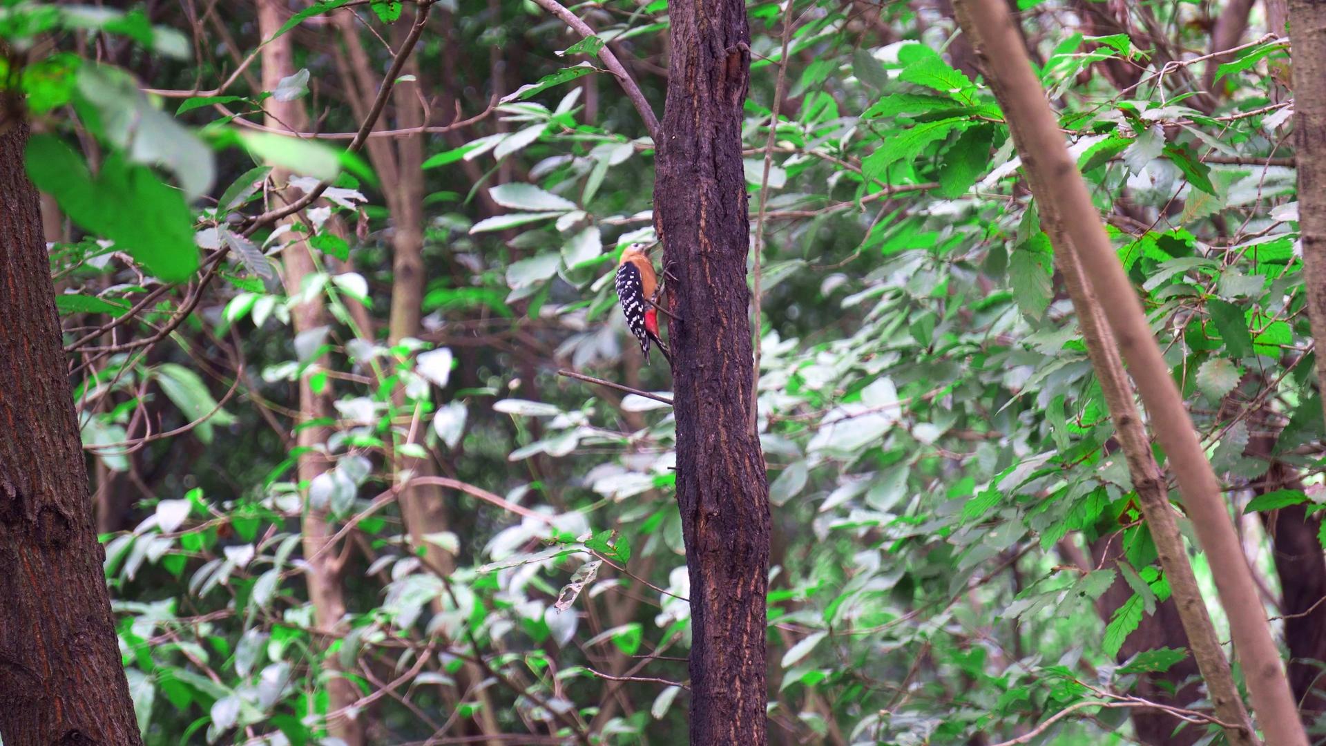 4K实拍自然森林中的啄木鸟视频素材视频的预览图