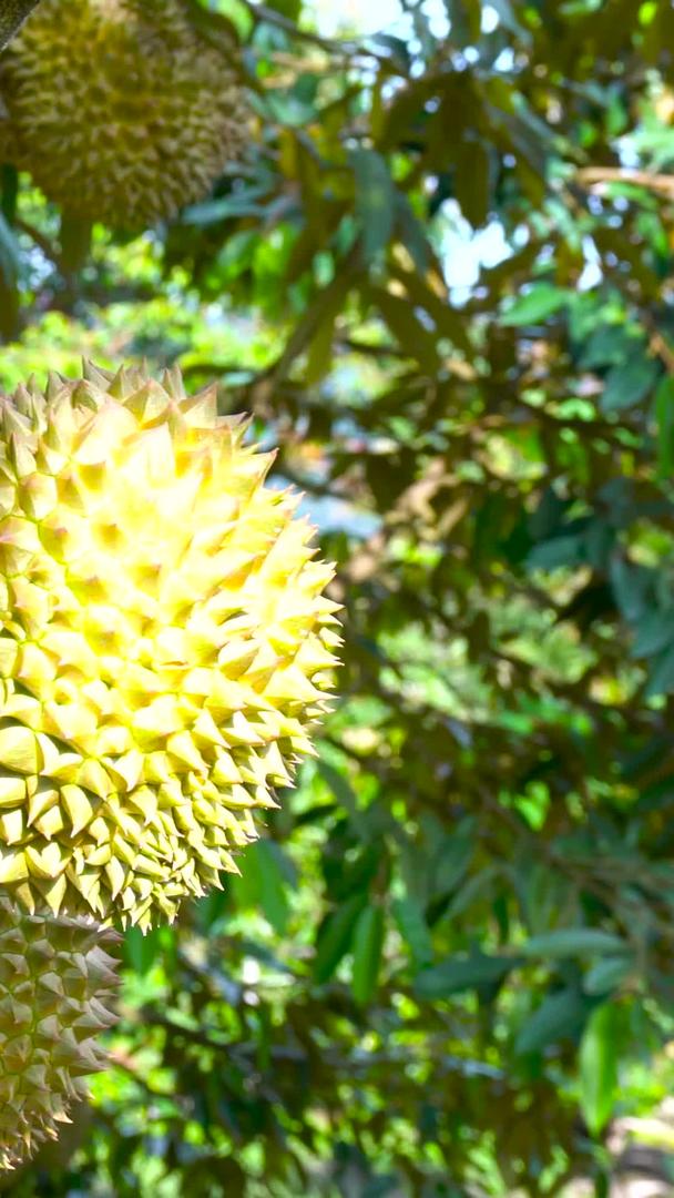 成熟的榴莲果实和榴莲树在泰国的集合视频的预览图