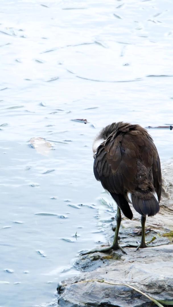 鸟类湖边鸟类野生动物保护环境视频的预览图