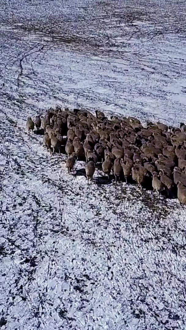 在内蒙古放羊羊群航拍视频的预览图