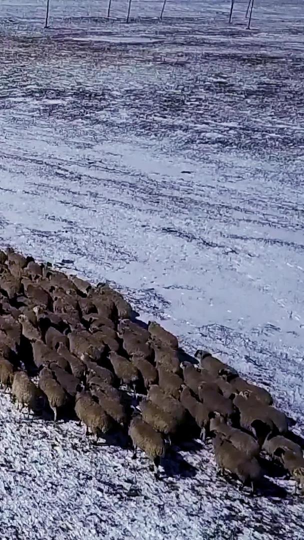在内蒙古放羊羊群航拍视频的预览图