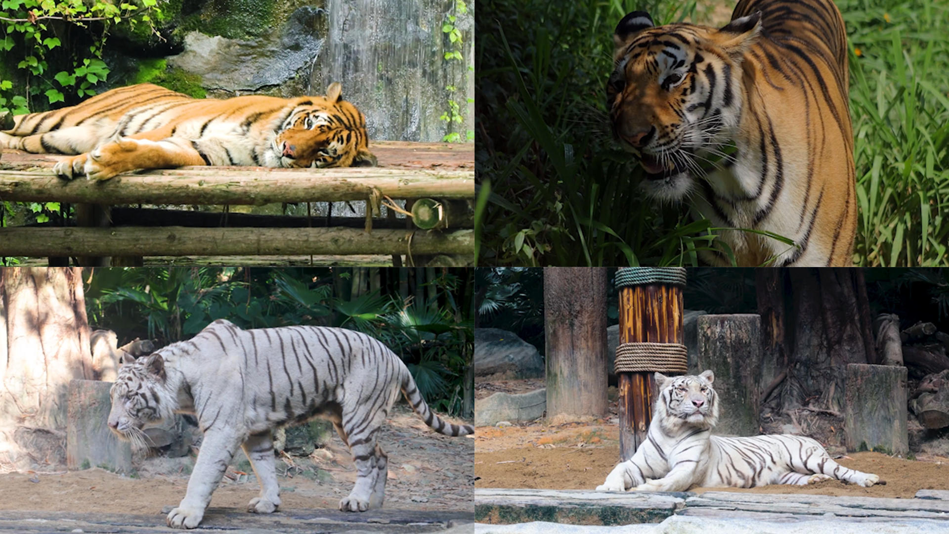 动物老虎合集视频的预览图