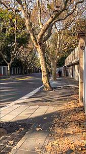 上海秋季街景视频的预览图