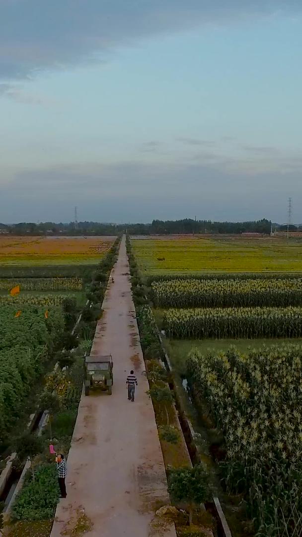 农业产品在农村种植航拍视频的预览图