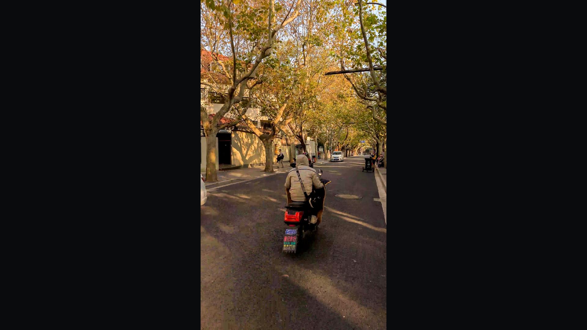 上海秋季武康路街景视频的预览图
