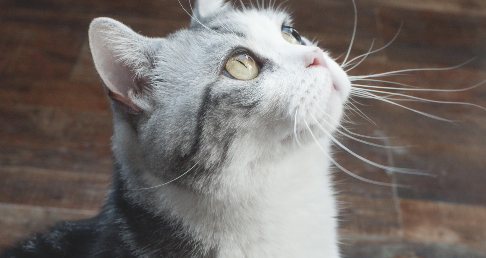 四种纯种花色美国短毛猫的4k升格特写镜头合集视频的预览图