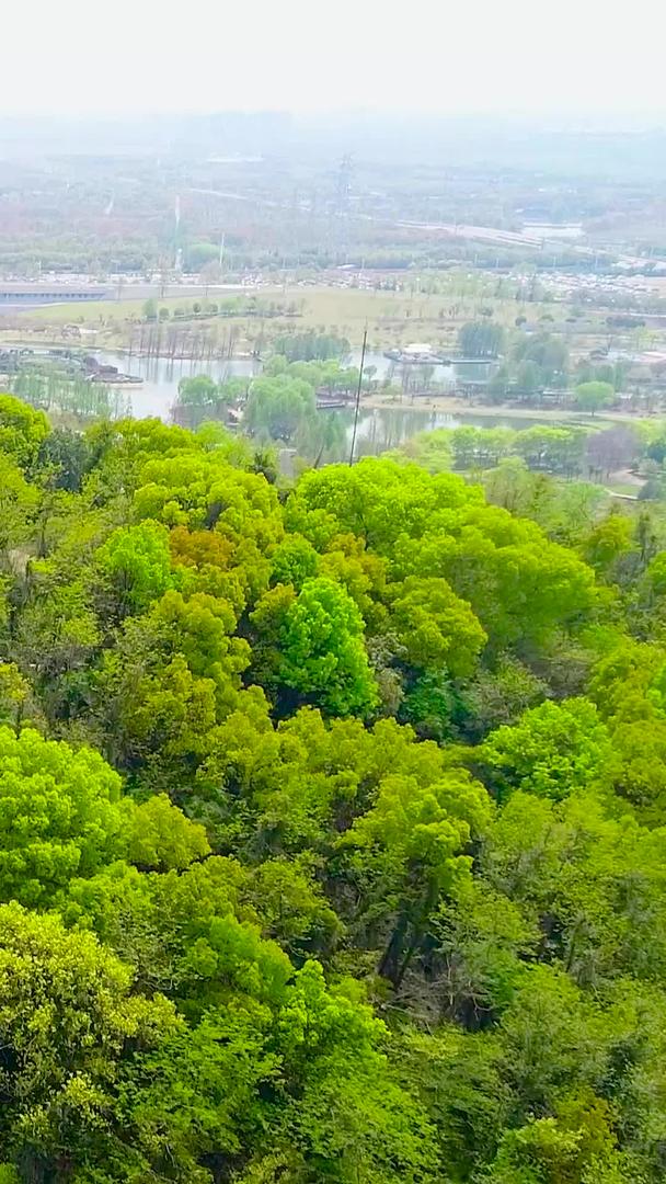 春天森林公园航拍视频的预览图
