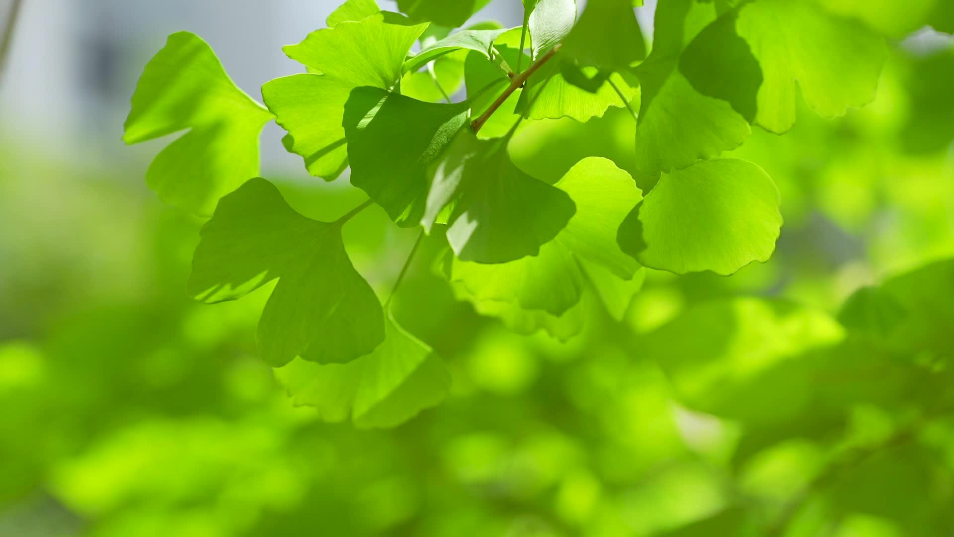 高清春日唯美阳光植物意境空镜视频的预览图