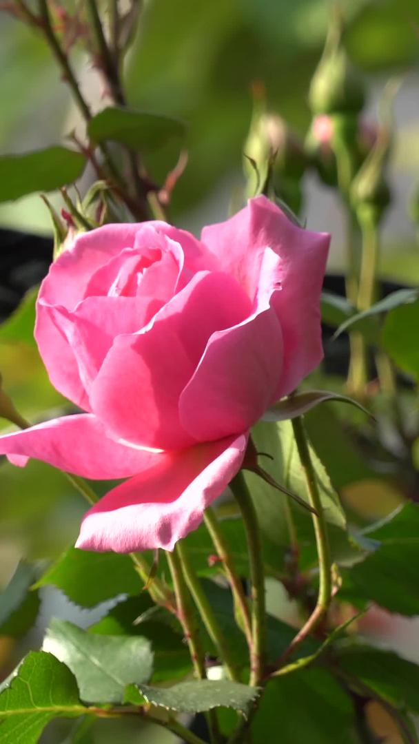 花园里的粉红玫瑰视频的预览图