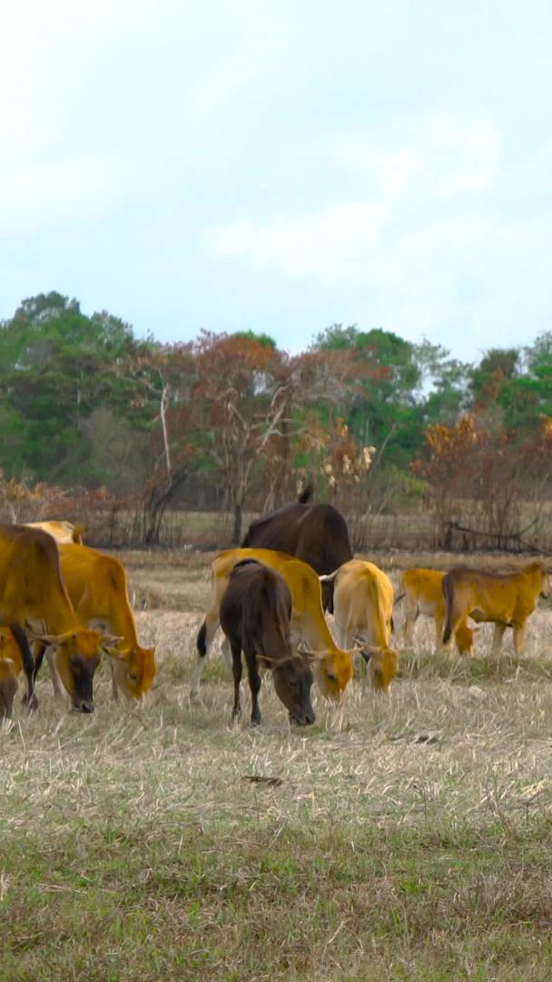 牧场牛群放牧实拍视频的预览图