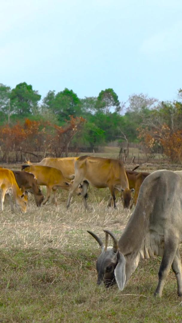 牧场牛群放牧实拍视频的预览图