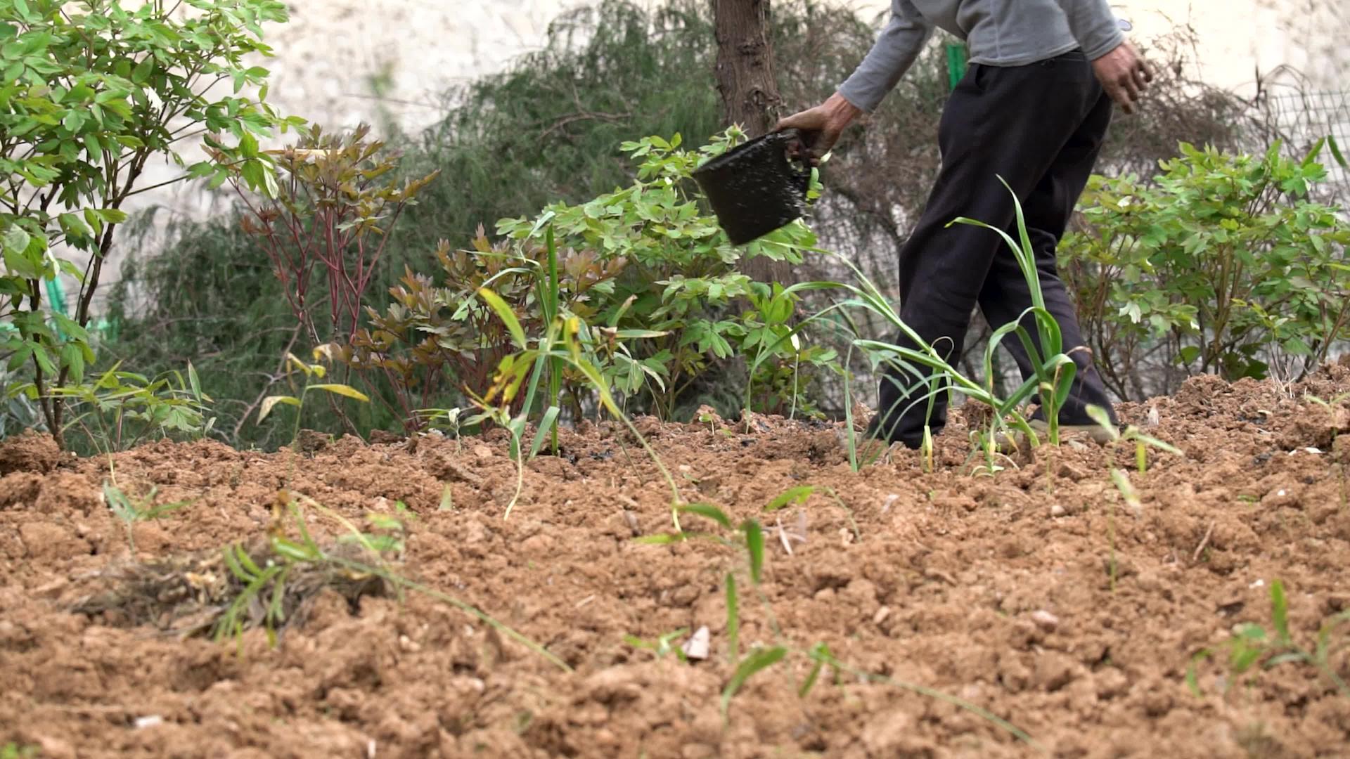 传统农业土地施农家肥实拍4K视频视频的预览图