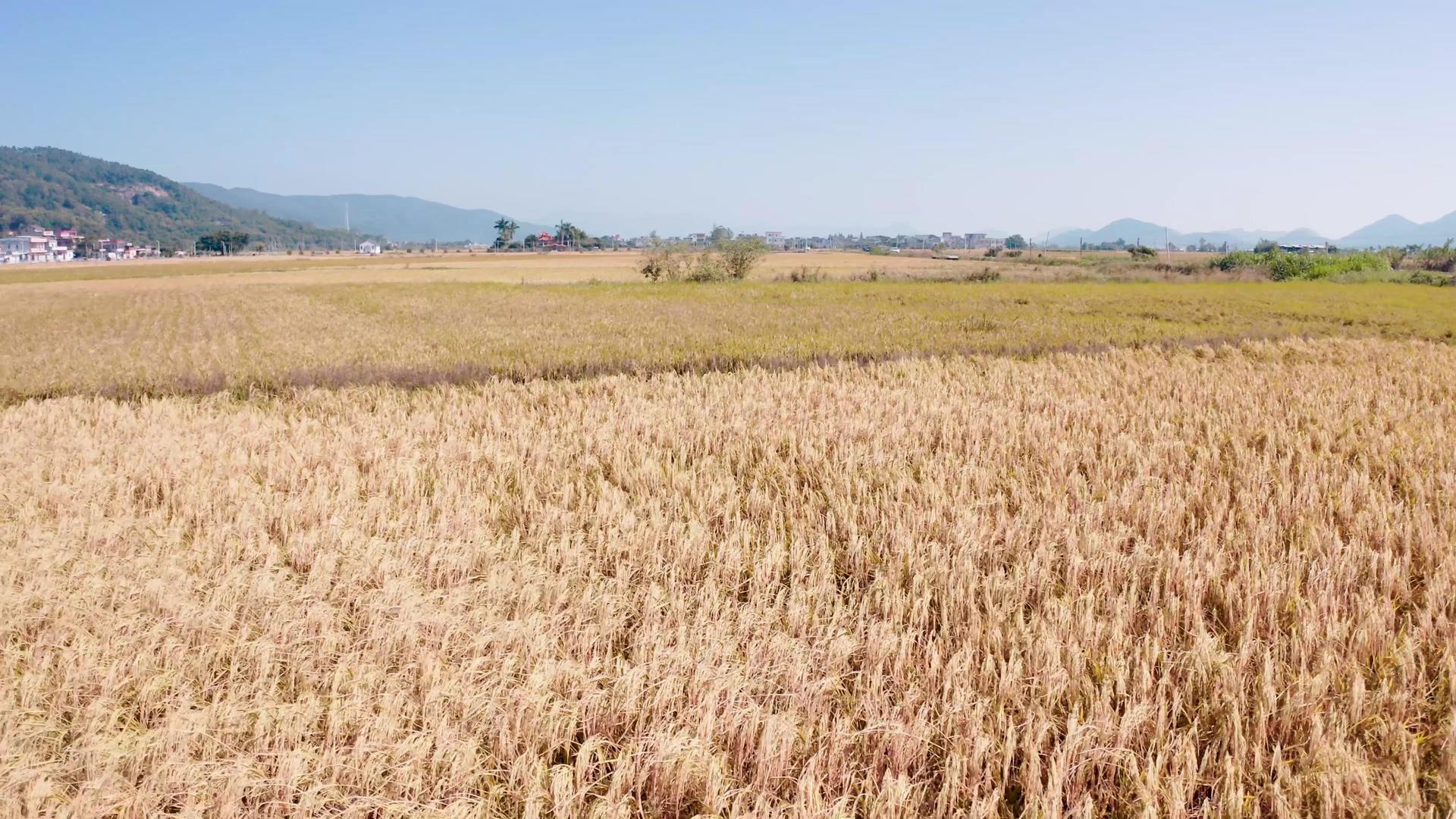 4K稻田特写低空航拍大面积空镜头视频的预览图