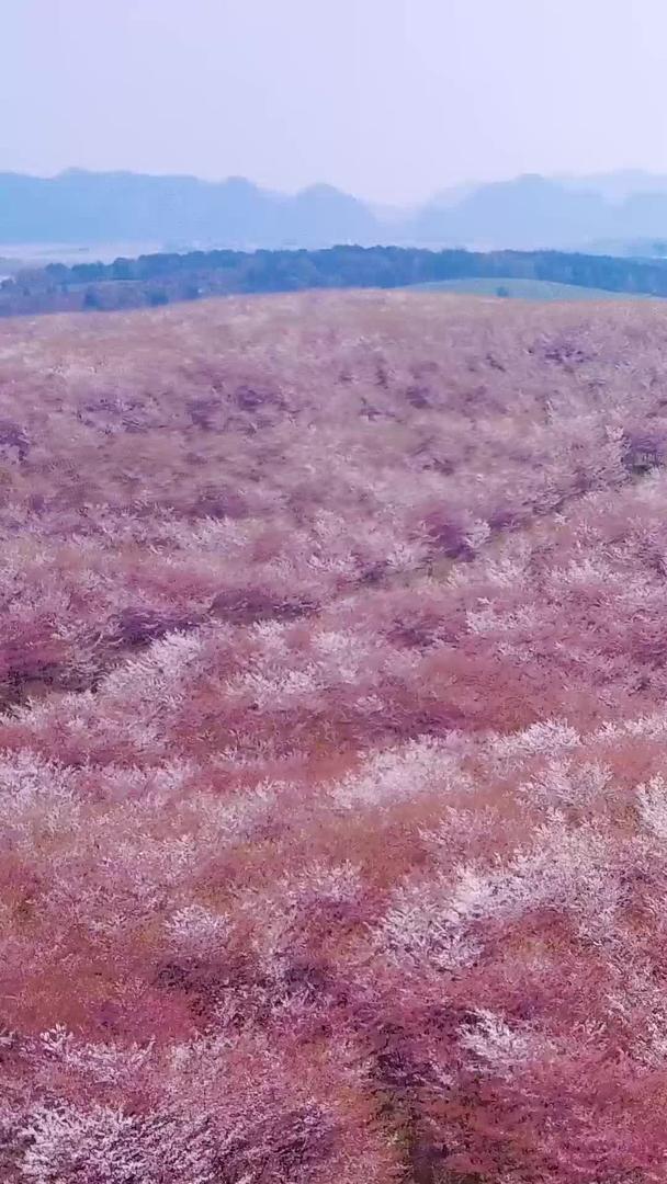 樱花晚期凋谢航拍视频视频的预览图