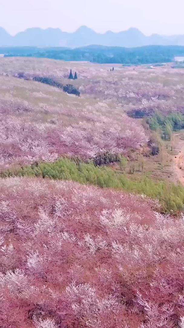 樱花晚期凋谢航拍视频视频的预览图