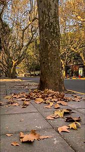秋季实拍抖音竖版上海街道落叶视频视频的预览图