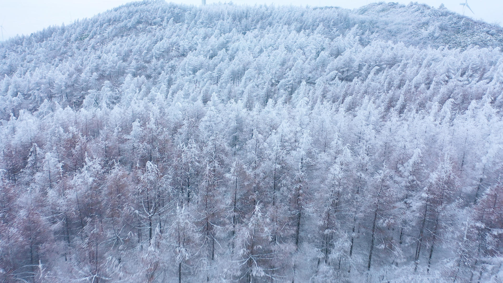 4K航拍唯美雪景松树白雪弥漫银装素裹雪山森林视频的预览图