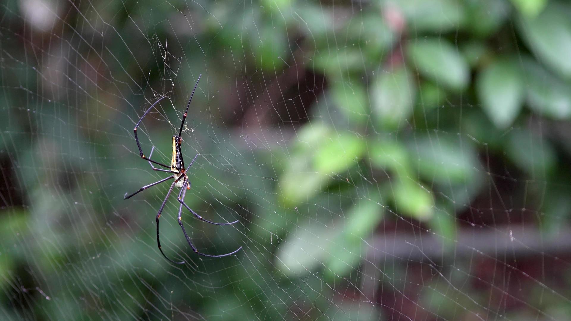 微距热带雨林蜘蛛和蜘蛛网视频的预览图