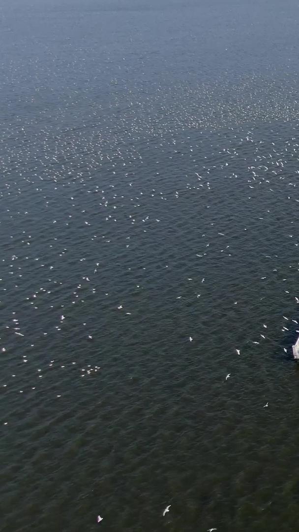 昆明著名的海鸥观赏点海埂大坝视频视频的预览图