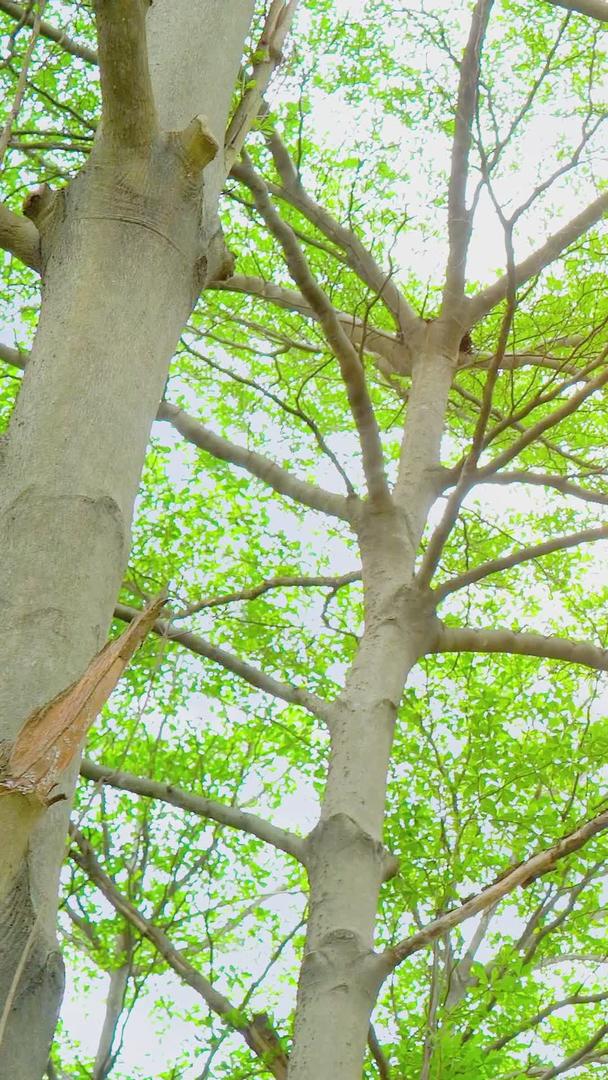 夏日唯美逆光小清新树影空镜素材视频的预览图