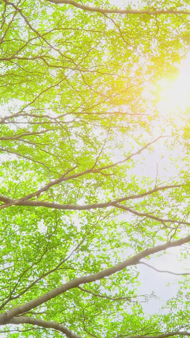 夏日唯美逆光小清新树影空镜素材视频的预览图