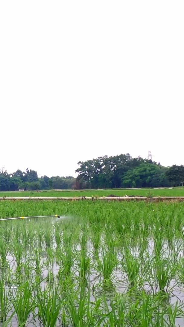 实拍农民在水田秧苗上认真打药驱虫视频的预览图