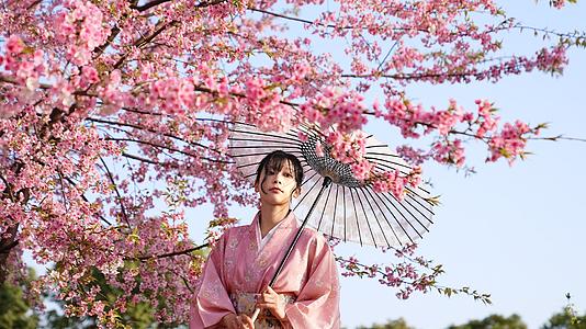 和服少女走在樱花树下赏花视频的预览图