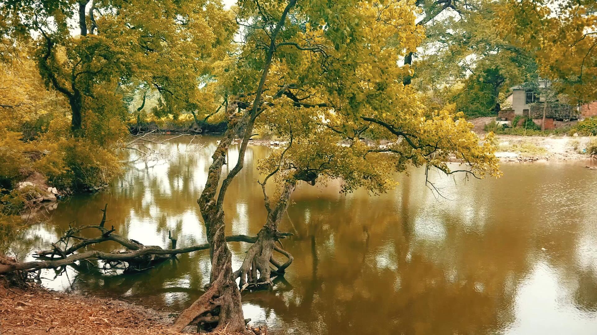 秋天枯树落叶的小溪视频的预览图