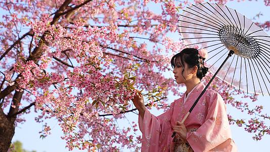 和服少女在樱花树下赏花视频的预览图